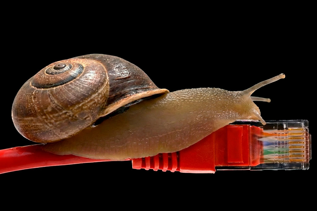 Caracol avanzando lentamente sobre un cable de red Ethernet azul, simbolizando una página web lenta y con alta latencia por falta de CDN.